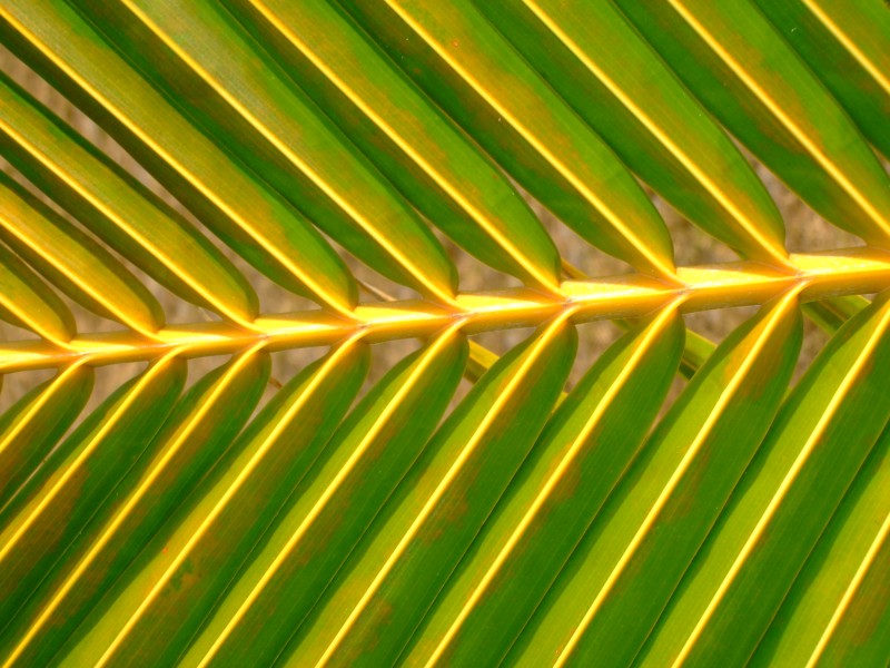 Mauritius 2010 - 0209 